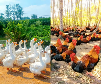 ����ũ�������س��Ĺ��紴ҵ ����̬ɢ���һض�ʱ������(ͼ2)