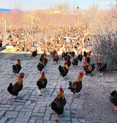 ����ũ�������س��Ĺ��紴ҵ ����̬ɢ���һض�ʱ������(ͼ3)