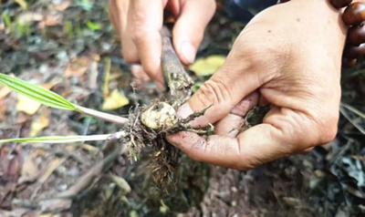 安图县永庆乡：“龙蛋”生金 山芋头拓宽富民路(图3)