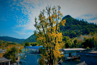 守望故乡的白果树(图1)