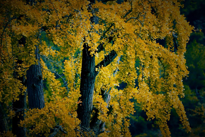 守望故乡的白果树(图2)