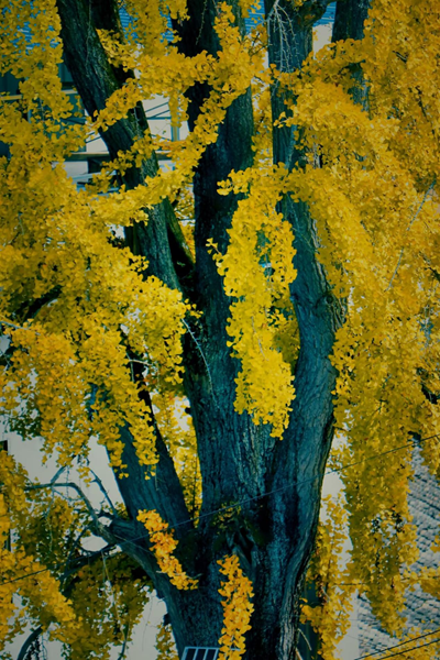 守望故乡的白果树(图3)