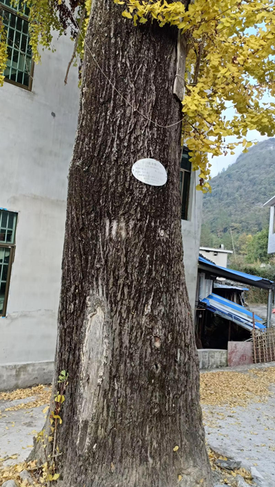 守望故乡的白果树(图4)