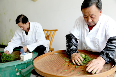 指尖上的传奇——记手工茶制作师冯安锦(图1)