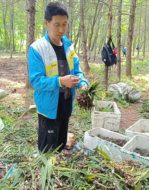 返乡创业农民王海林：山芋头种植 土里刨出“金娃娃”(图1)