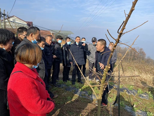 他的“李”想，种在秭归半高山上——记秭归“水果人”袁学红(图3)