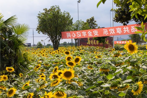 一朵葵花激活乡村振兴“微引擎” 什邡马井镇以庭院经济破题城乡环境治理(图5)