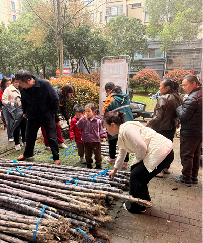 暖心助农践初心｜全家享团队千里驰援广西六厚村，助销广东广西150吨滞销甘蔗(图4)