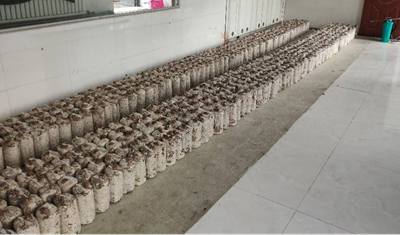 黑龙江省杜尔伯特蒙古族自治县：旧屋盘活育新菌 特色产业助振兴(图4)