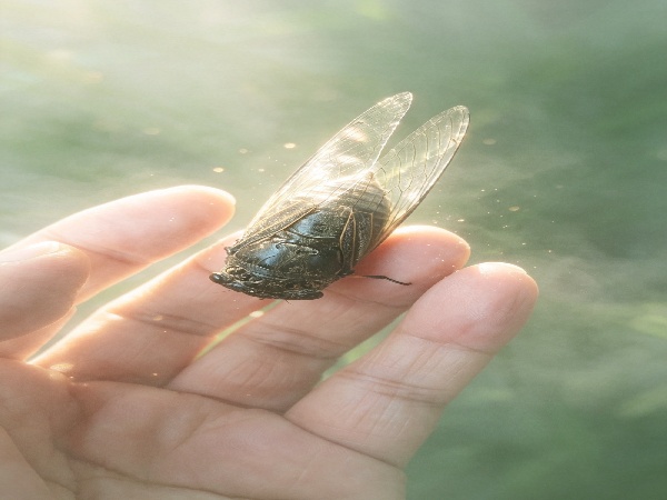 蝉鸣夏浓   静待安然(图5)