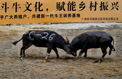 传承非遗斗牛文化，赋能南丹乡村振兴——“钻石杯”首届牛王争霸赛在中国桂丹斗牛城燃情启幕(图6)
