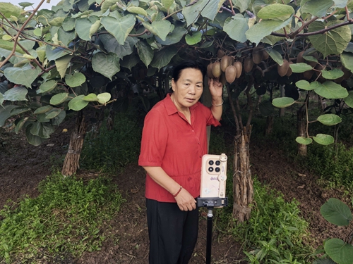 立足乡土深耕特色产业 巾帼吴倩影以猕猴桃绘就乡村振兴壮美画卷(图1)